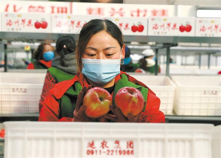 “保险+期货”让果农稳赚不赔(图1)